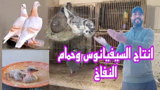 انتاج السيفيانوس وحمام النفاخ +توليعة فالدكور رائعة فرجة ممتعة 🔥🔥🙏🙏♥️