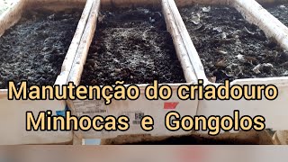 Manutenção dos Criadouros de minhocas