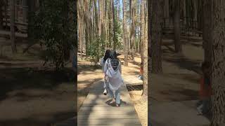 Hutan Pinus Mangunan || #bantul #shortvideo #estetic #pinus