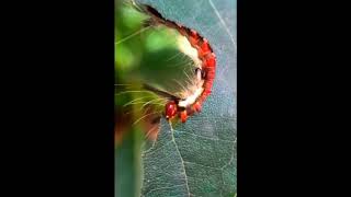 Caterpillar eats leaf like a machine- Brown Tussock Moth Caterpillar(Olene mendosa)