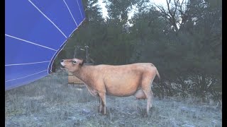 La Montgolfière (et la vache) | FS 2024