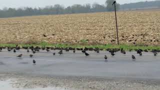 Brown-headed Cowbirds