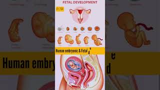 1 Week to 40 Week embryo is developing | Fetal growth stages #embryo #fetus #development