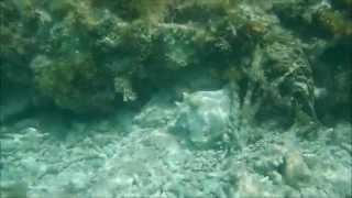 Dry Tortugas National Park: Snorkeling off Garden Key