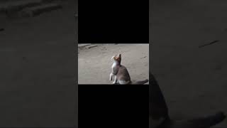 #shorts বিড়ালটির সাথে কে এমন করল | Funny  Cat Viral Video   12k View