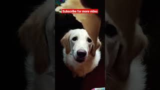 CUTE DOG #shots #shortvideo #shot #shorts