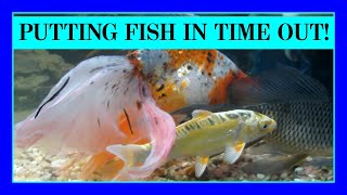 Episode 18 - Separating Non-Contagious Fish in a Pond. Fish With Dropsy and Other Ailments.