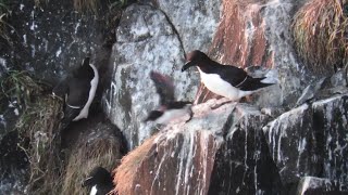 Jumplings leaping off the cliffs of Rathlin at sunset