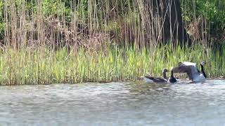 Weißwangengans Nonnengans im Speicher Voigtshain _ #Vogelbeobachtung