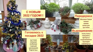 С НОВЫМ 2022 ГОДОМ! Что посадить на рассаду цветов для балкона? Как сохраняю балконные цветы зимой?