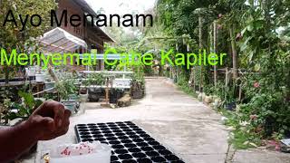 Cara Menyemai Cabe dengan sistem kapilaritas