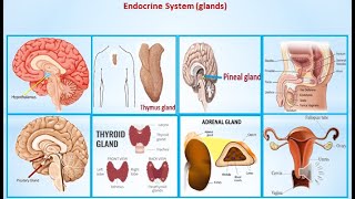 Endocrine Glands Part 2 Backstory of Endocrine Glands|Truth About Endocrine Glands Will Shock You