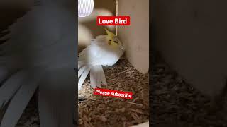 #love  #birds #ytshorts #shortvideo #shorts #animals #youtubeshorts