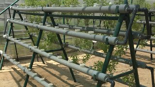 Hydroponic system in Greenhouse