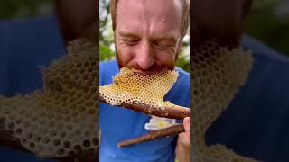 прлстите за голос я болею #bee #honeybee #honey #honeycomb #food #beeshoney #beelife #nature #wildho