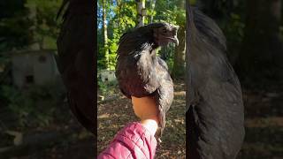 Magnifique plumage de ce jeune coq ayam cemani