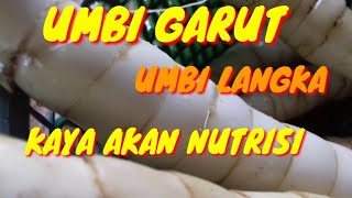 UMBI GARUT