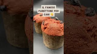 Bauttone il panettone per cani. Da oggi anche con babrbabietola rossa #cani #doggstar #dog