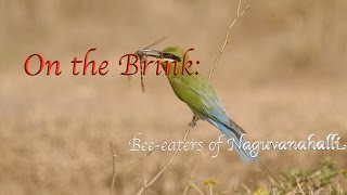 Bee-eaters' of Naguvanahalli