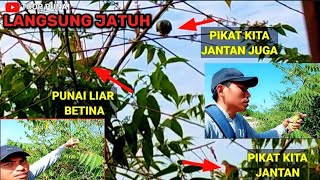 MIKAT PUNAI DAUN & LANGSUNG MERILIS BURUNG PUNAI‼️ salam satu hobby ‼️TOOP PUNAI