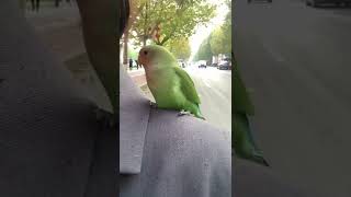 Smart and lovely little budgies #part-1