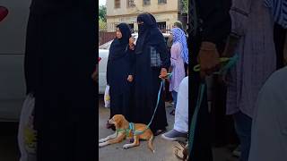 Burkhay Main Kuttay Bach Rahan hain Anti @beepdottv #dog #cats