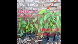 cara pangkas tanaman cabe dan keunggulannya