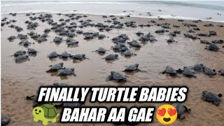 FINALLY OLIVE RIDLEY BABIES😍 BAHAR aa GAE  || BATESHWAR SEA BEACH ⛱️ || #oliveridley