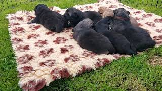 Puppies outside for the first time. Finnish Lapphund