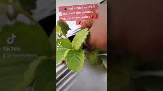 red spider mites worst pest on strawberry 🍓🍓