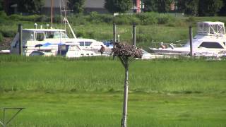 Osprey Fledglings of Sylvan Point