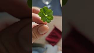 Ketemu lagi daun keberuntungan 🥰🥰 #luck #shorts #4leafclover