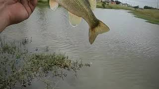 Bass fishing lj tx