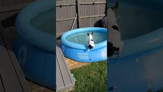 Jack Russell Jumps into Pool #jackrussell