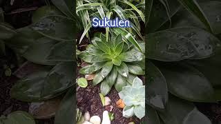 Sukulen Model Bunga Mawar