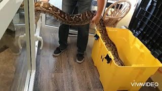 #Tigerpython #pythonmolurus  umsetzen in Transportbox/#indianrockpython #serpent #schlange #python