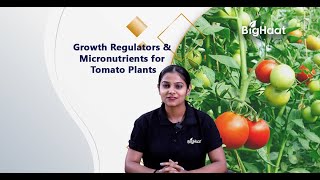 Growth Regulators & Micronutrients for Tomato Plants