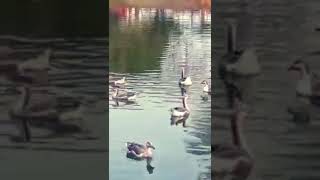 Ducks enjoy the swimming @Nature#animal #Garmi se rahat