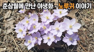 춘삼월에 만난 야생화 - 노루귀 이야기