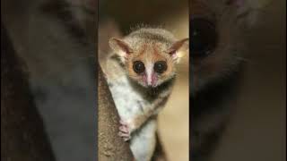 Lemur Tikus Primata Terkecil di Dunia | Sarjana Mipa