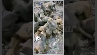 डिब्बे में क्या बेच रहा || #animalfunny #funnyvideo #funny  #youtubeshorts #comedy  #viral #shorts