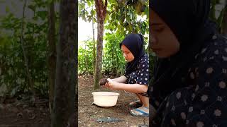 Kalo deket si neng jadi gak tenang fikiran #suasanapedesaansundajawabarat #sunda #shortvideo