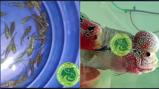 Good quality flowerhorns for sale | smaquagarden