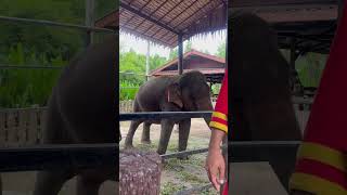 #shorts #elephant #thailandtravel #travelvlog