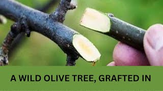 You, A Wild Olive Tree... Grafted In, A study of Romans 11 and  Fellowship