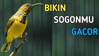 PUTAR INI, BIKIN SOGONMU GACOR, PANCINGAN SOGON AMPUH BIKIN GACOR