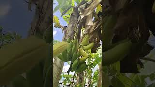 Viral!!! Makan Pisang Masak Langsung dari Pohon!!!