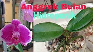 Anggrek Bulan Teknik Hidroponik