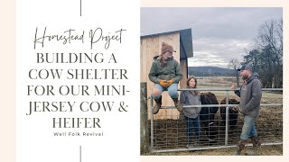 Building a Cow Shelter for $600 | Mini Jersey Cow & Heifer