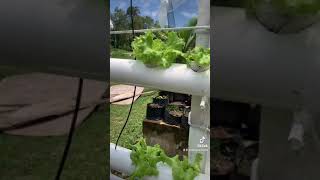 Hydroponics - Lettuce in a cup Golden Farm Panglao Island Bohol